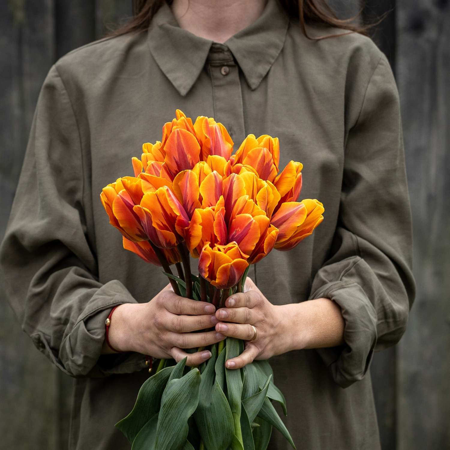 Tulppaani 'Princess Irene'